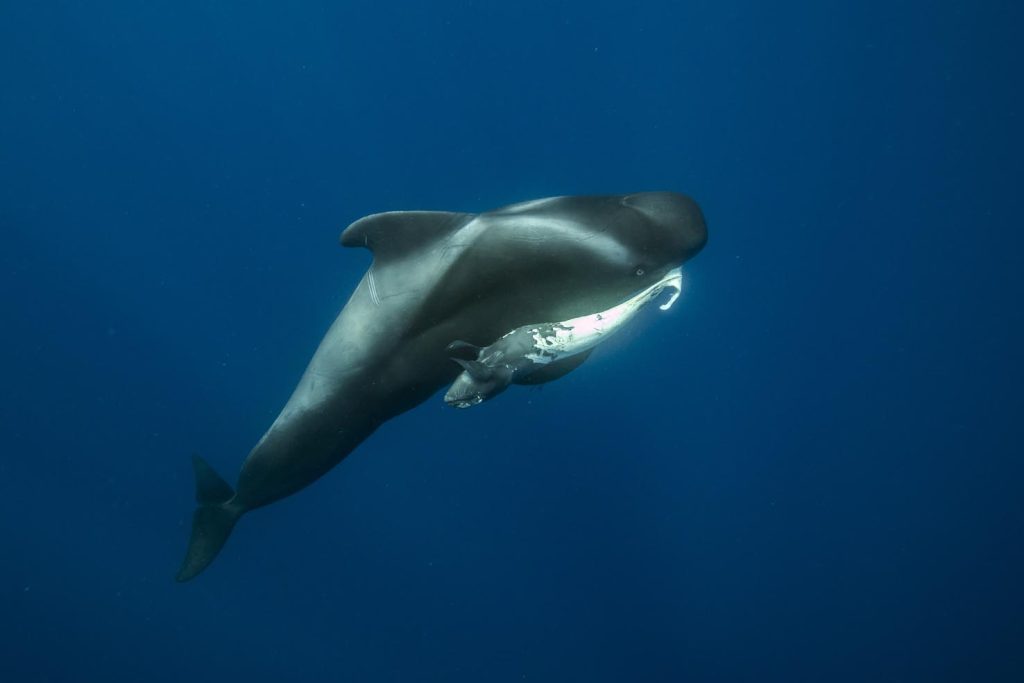 Balena pilota a pinne corte (Globicephala macrorhynchus) madre e vitello che non ce l'ha fatta. Tenerife Sud, Isole Canarie, Oceano Atlantico (Franco Banfi)