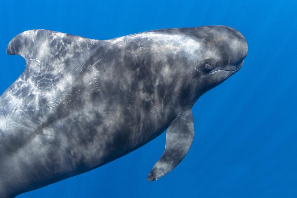 Balena pilota con pinne corte (Globicephala macrorhynchus) nuota sotto la superficie. Tenerife Sud, Isole Canarie, Oceano Atlantico (Franco Banfi)