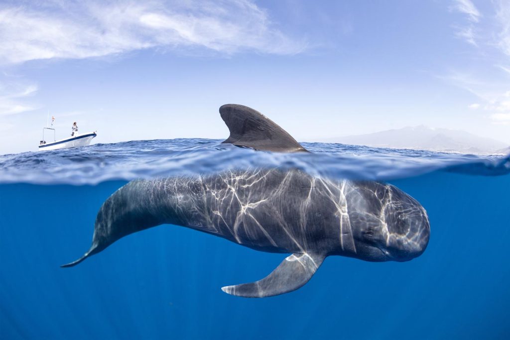 Balena pilota con pinne corte (Globicephala macrorhynchus) affioramento della pinna dorsale. Tenerife Sud, Isole Canarie, Oceano Atlantico (Franco Banfi)