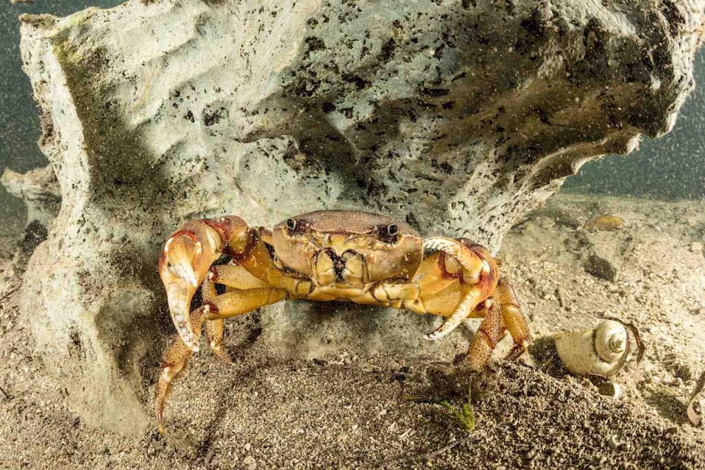 Un Granchio d’acqua dolce (Sylviocarcinus australis), fiume Formoso (Franco Banfi)