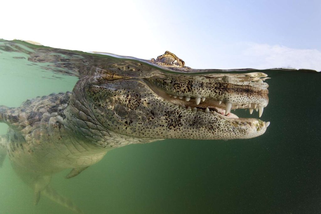 Il caimano dal muso largo (Caiman latirostris) è un rettile d'acqua dolce (Franco Banfi)