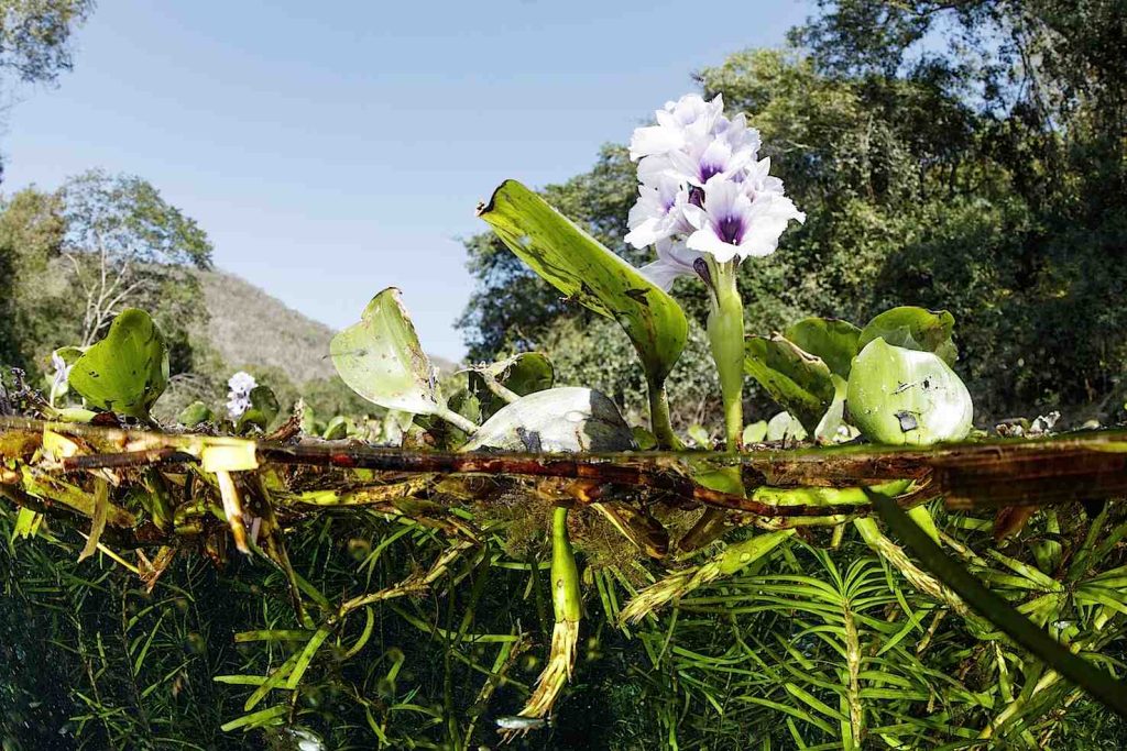 Giacinto d'acqua, (Eichhornia sp.), della famiglia Pontederiaceae, in una primavera vicino a Bonito (Franco Banfi)