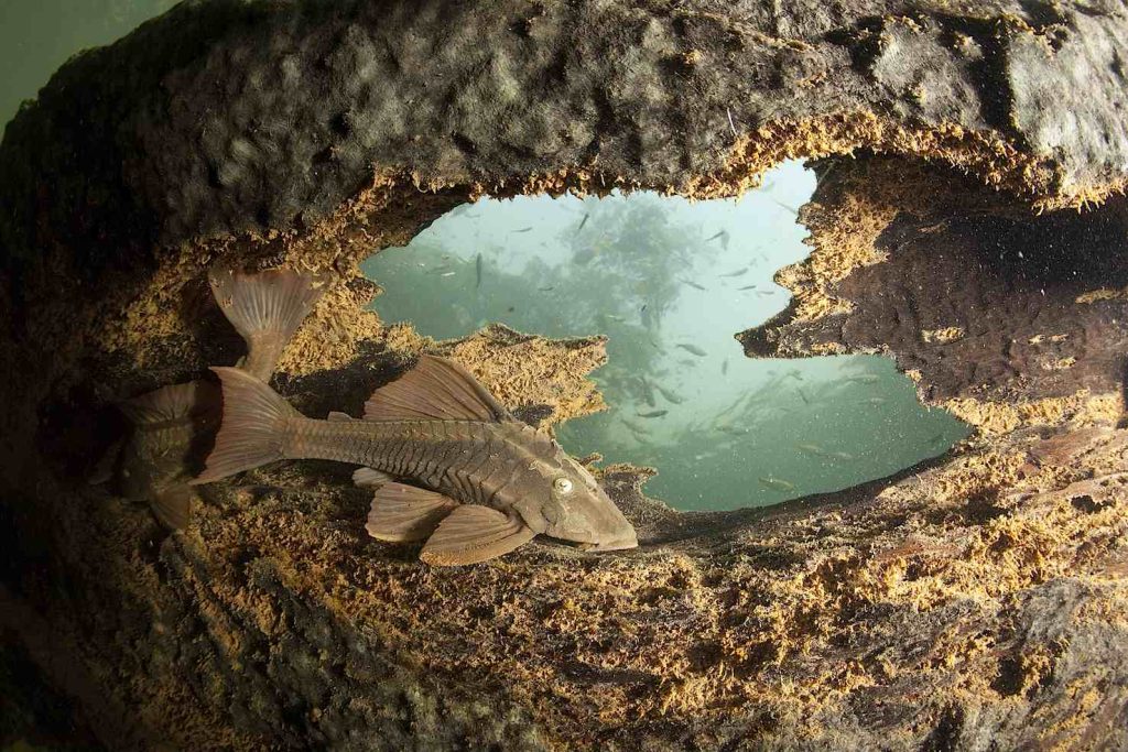 Pesce gatto corazzato, della famiglia Loricariidae, sul tronco di un albero, fiume Formoso, Bonito (Franco Banfi)