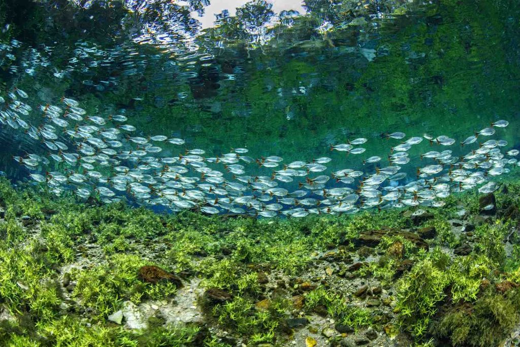 Un banco di Piraputanga (Brycon hilarii) vicino alla superficie del Nascente Azul, Bonito, Mato Grosso do Sul (Franco Banfi)
