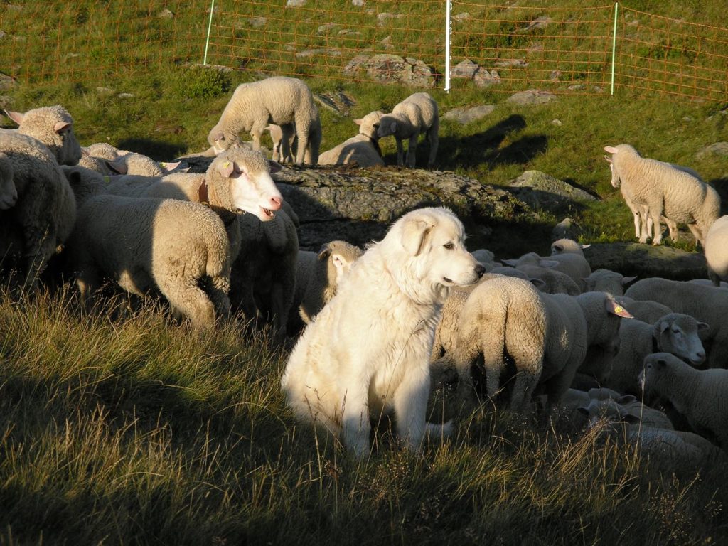 Un cane di razza Montagna dei Pirenei (Programma nazionale protezione delle greggi)