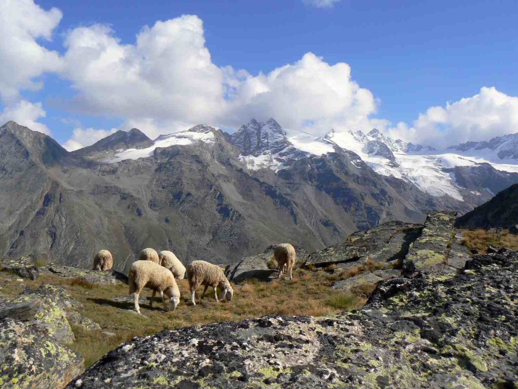 Pecore al pascolo in… Paradiso (Elena Tartaglione)