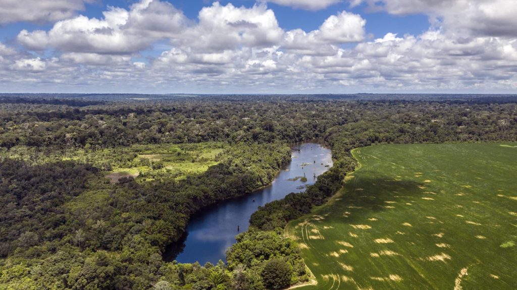 Il disboscamento della foresta amazzonica del Brasile costituisce uno dei maggiori disastri ecologici causati dall’uomo (Marizilda Cruppe/Disclosure)