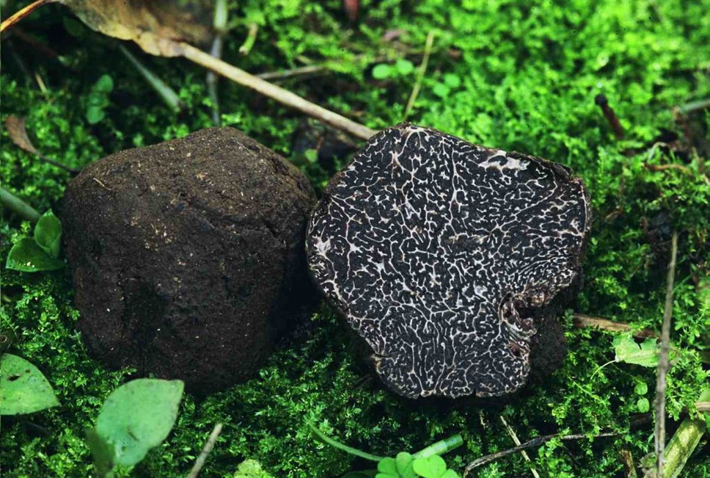 Un tartufo nero (Tuber melanòsporum) (Elena Regina)