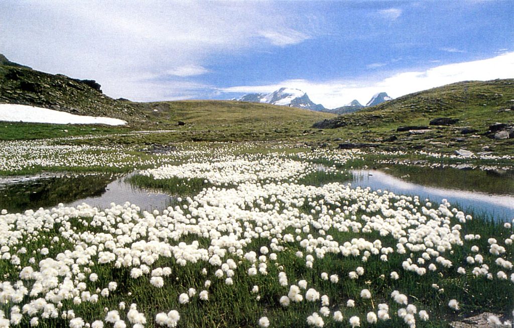 La tundra nella regione del Rutor, Valle d’Aosta (Alessandro Focarile)