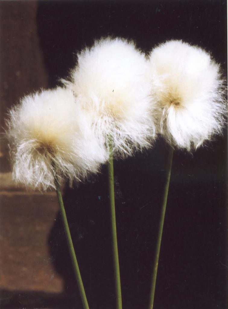 Eriophorum scheuchzeri (dal Greco = portatore di lana) (Alessandro Focarile)