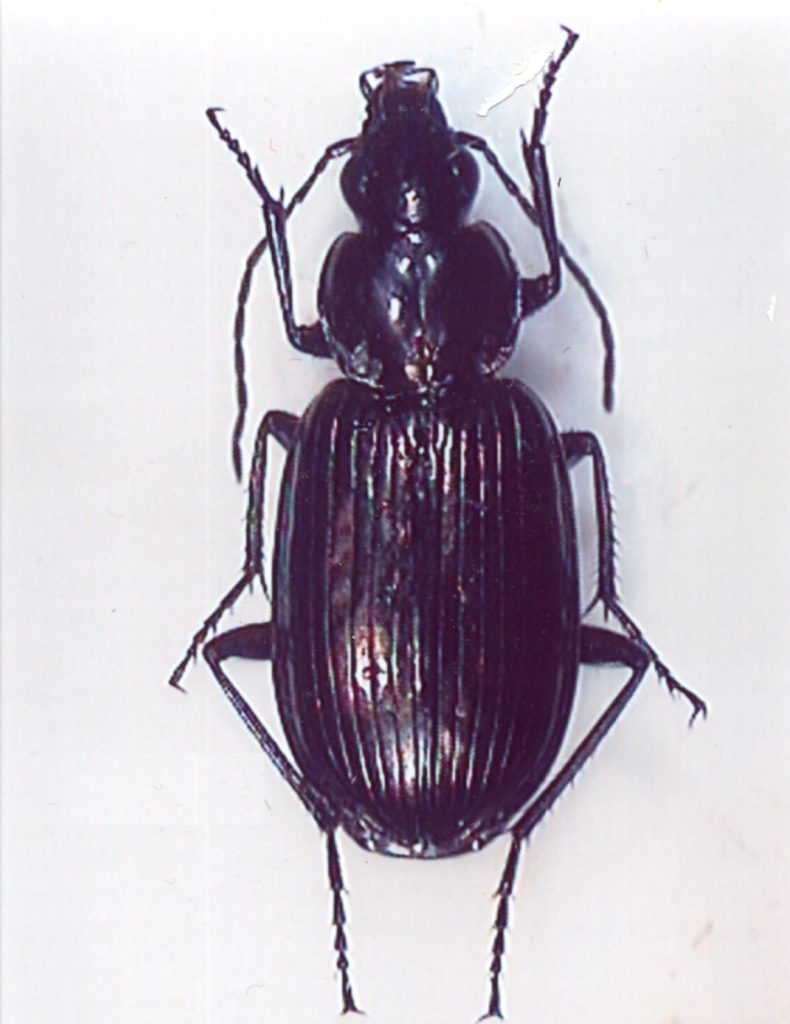 Tipici coleotteri boreo-alpini. Agonum carbonarium (8 mm) nei muschi. Gonioctena nivosus (4 mm) sui salici (Alessandro Focarile)