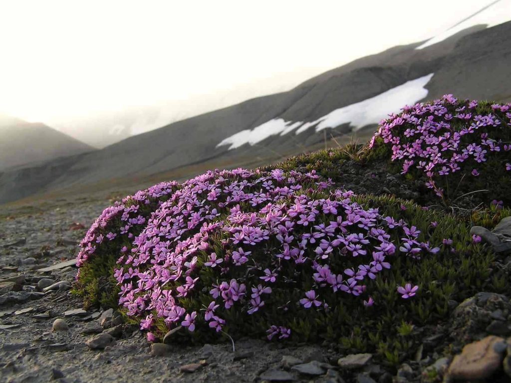 In vaste pietraie, oltre i 3000 metri, si trova soltanto qualche isolato cuscinetto di Silene (Hermanhi)