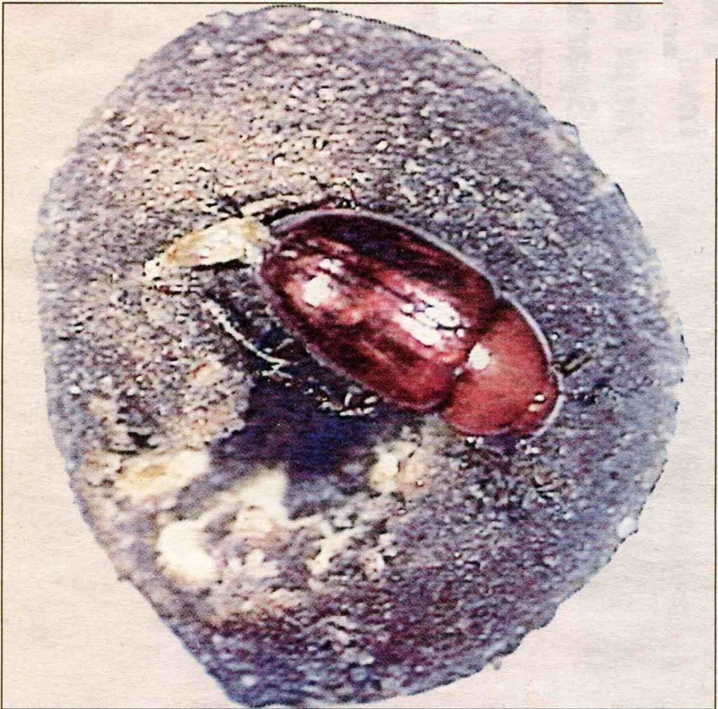Un tartufo nero (Tuber melanòsporum), grande quanto una nocciola, e il coleottero intento a cibarsi delle spore (Alessandro Focarile)