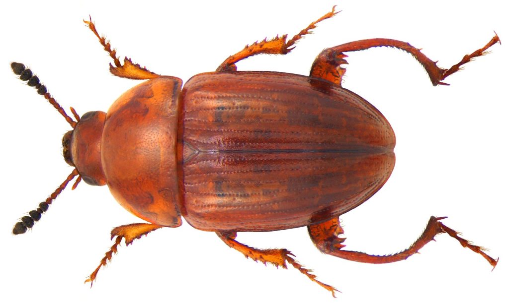 Il Leiodes cinnamòmea, coleottero specifico dei due tartufi (Udo Schmidt)