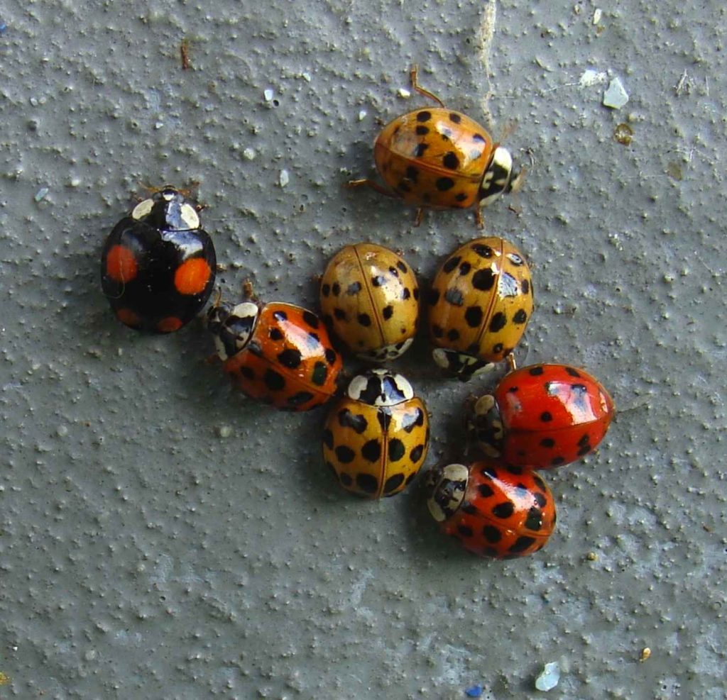 Alcune coccinelle «siberiane» (Harmonia axyridis) (Pbech)
