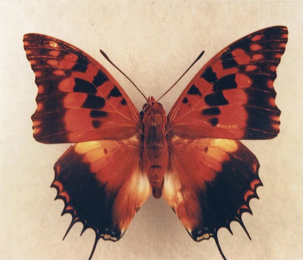 Un Charaxes esotico (Alessandro Focarile)