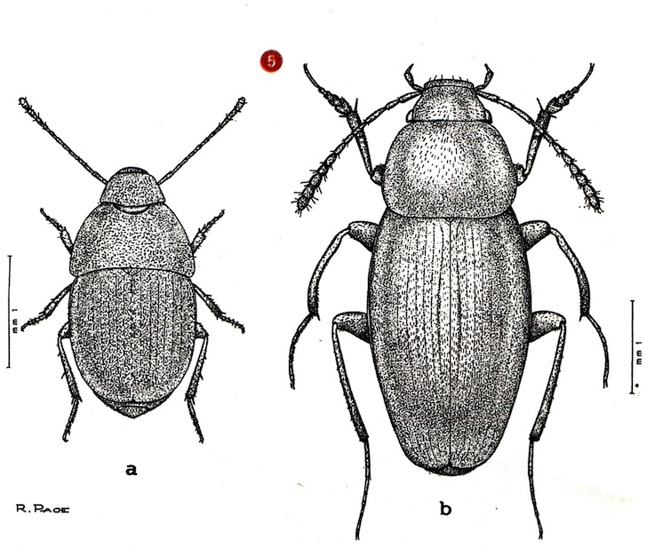 II leptino seriato (Leptinus seriatus) e la coleva agile (Choleva agilis), due tipici coleotteri delle talpiere (Disegni originali di Roberto Pace)