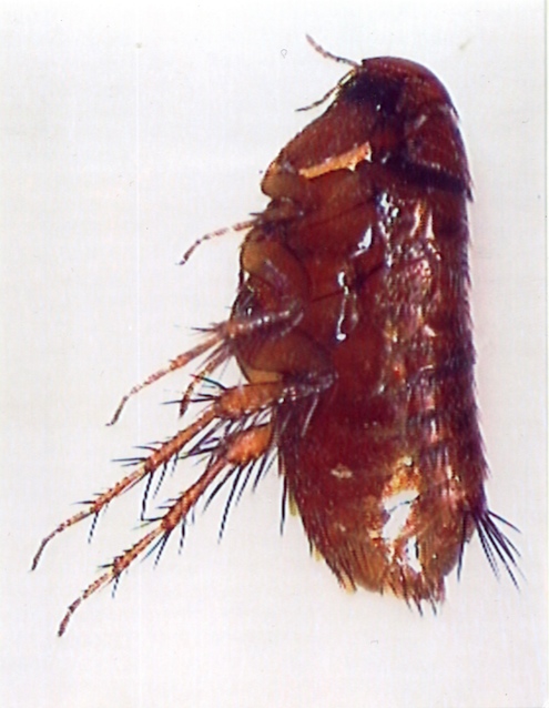 La pulce della talpa (Istricopsylla talpae) è la più fedele accompagnatrice del piccolo mammifero (Alessandro Focarile)
