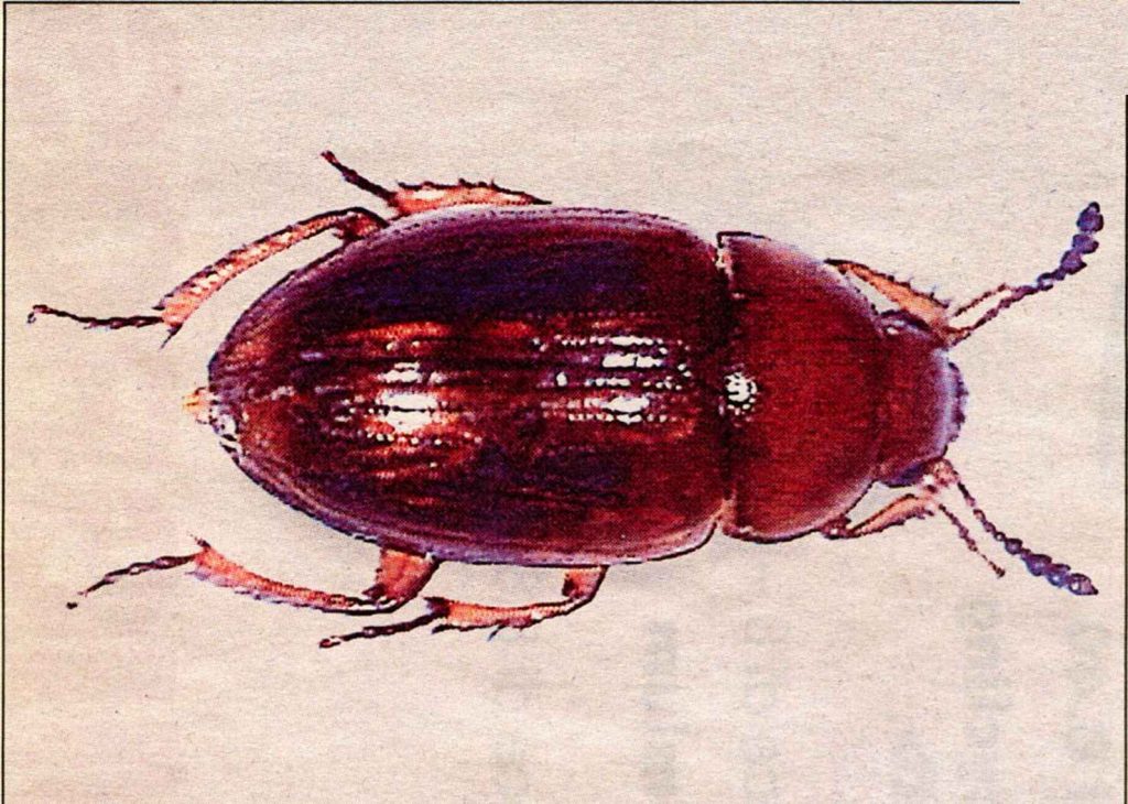 Il Leiodes cinnamòmea, coleottero specifico dei due tartufi (nero e bianco), trovato nel Mendrisiotto (Alessandro Focarile)