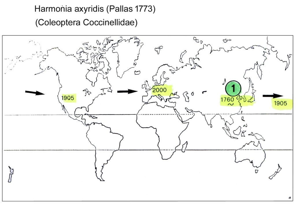 L’espansione della coccinella «siberiana» dal 1760 a oggi, areale primario (Alessandro Focarile)