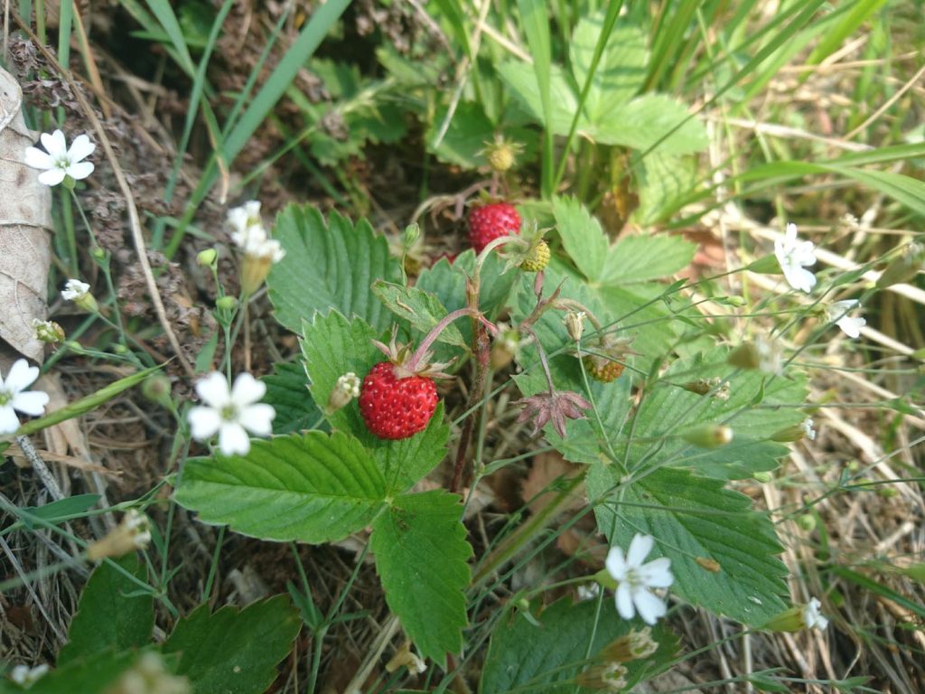 La fragola comune (Fragaria vesca L.), piccola e gustosa parente selvatica delle grosse fragolone (Marco Martucci)