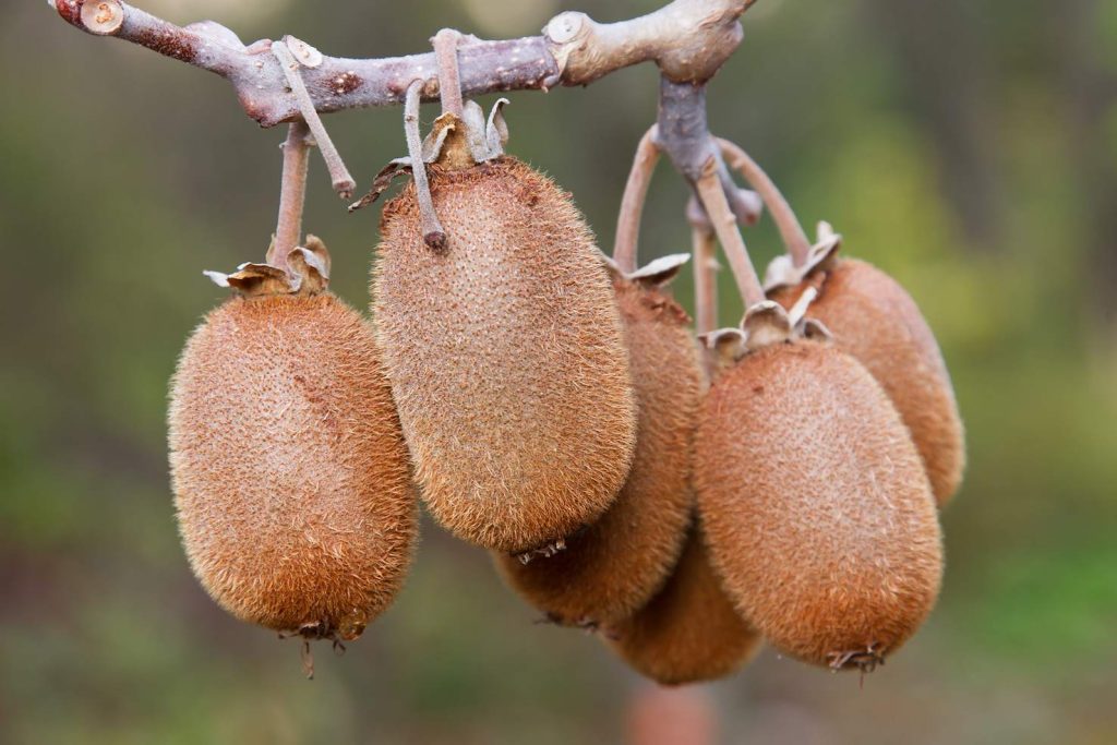 Frutti del Kiwi (JJ Harrison)