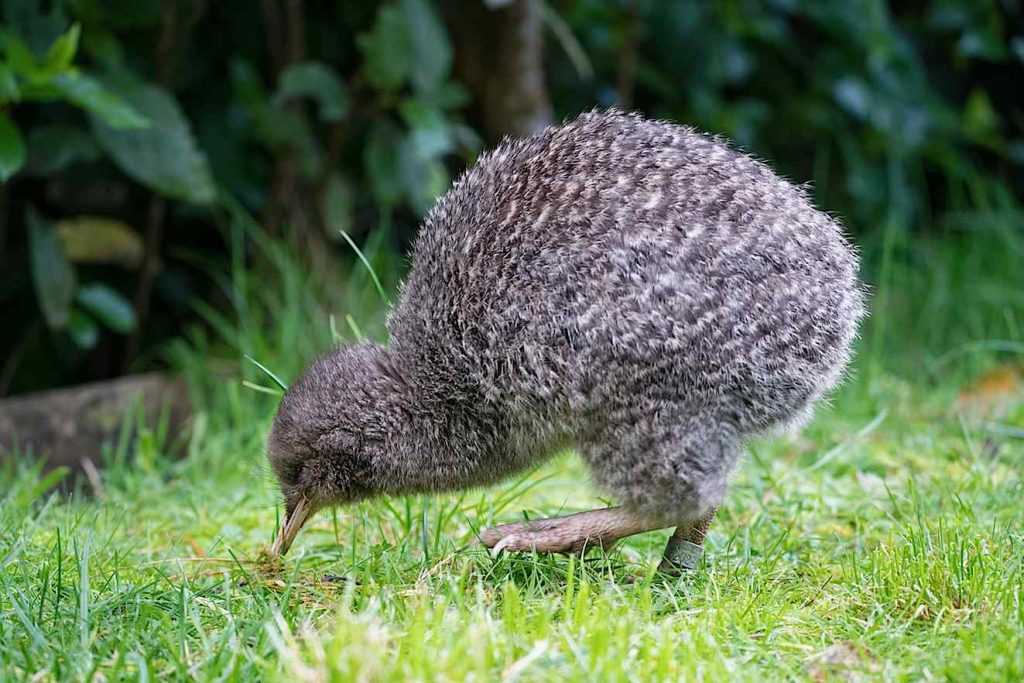 Un piccolo uccello indigeno (Apteryx), simbolo nazionale per l’appunto della Nuova Zelanda