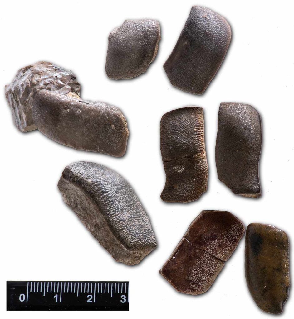 Denti di Asteracanthus (Strophodus) (CC-by-SA, Museo di storia naturale, Neuchâtel)

