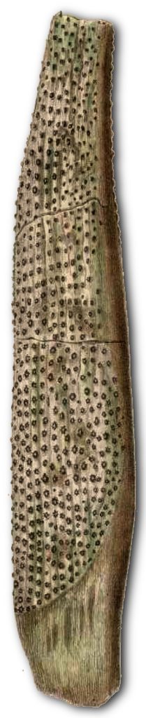 Spina dorsale di Asteracanthus (da Agassiz 1837)