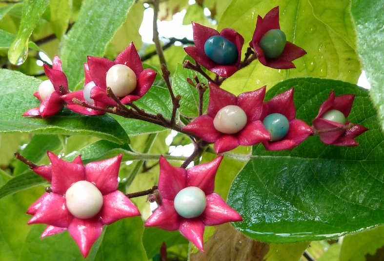 Clerodendrum trichotomum (Wendy Cutler)