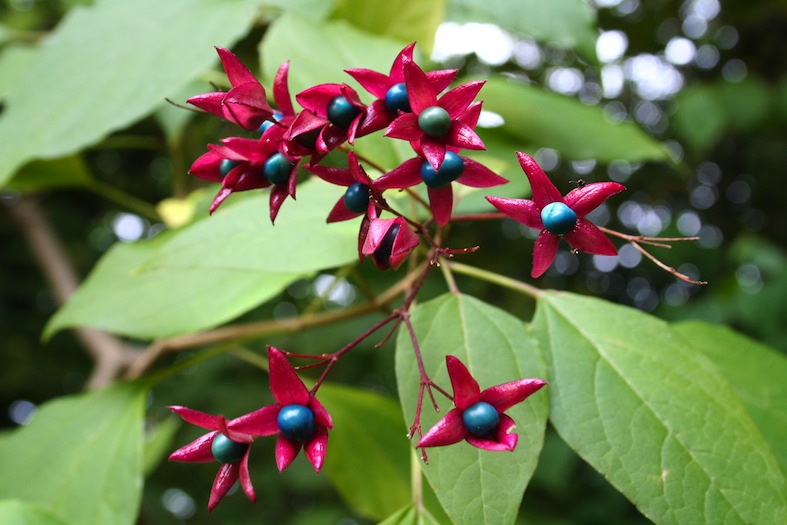 Clerodendrum trichotonum (Jean-Pol Grandmont)