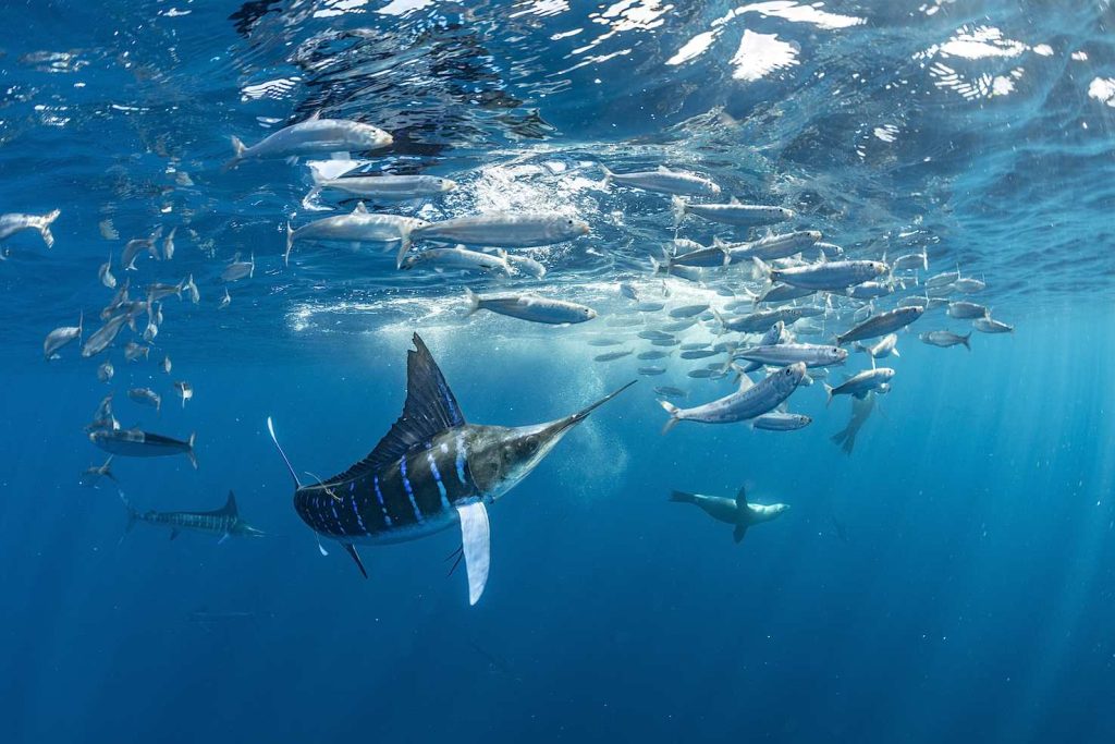 Un marlin striato (Tetrapturus audax) che si alimenta di sardine (Sardinops sagax) (Franco Banfi)