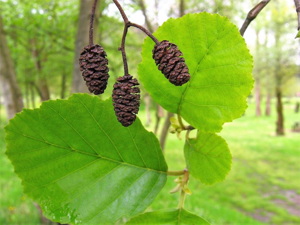 Ontano Nero (Bertu Ordiales)