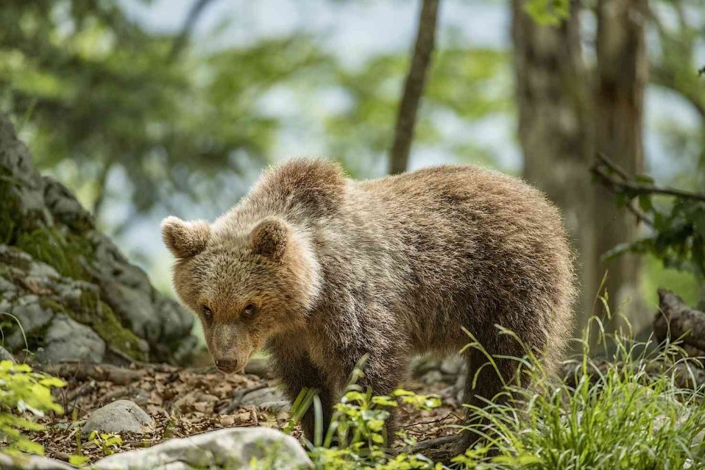 Orso bruno europeo dominante, o Orso alfa (Ursus arctos), nella foresta carsica, Notranjska, Slovenia (Franco Banfi)