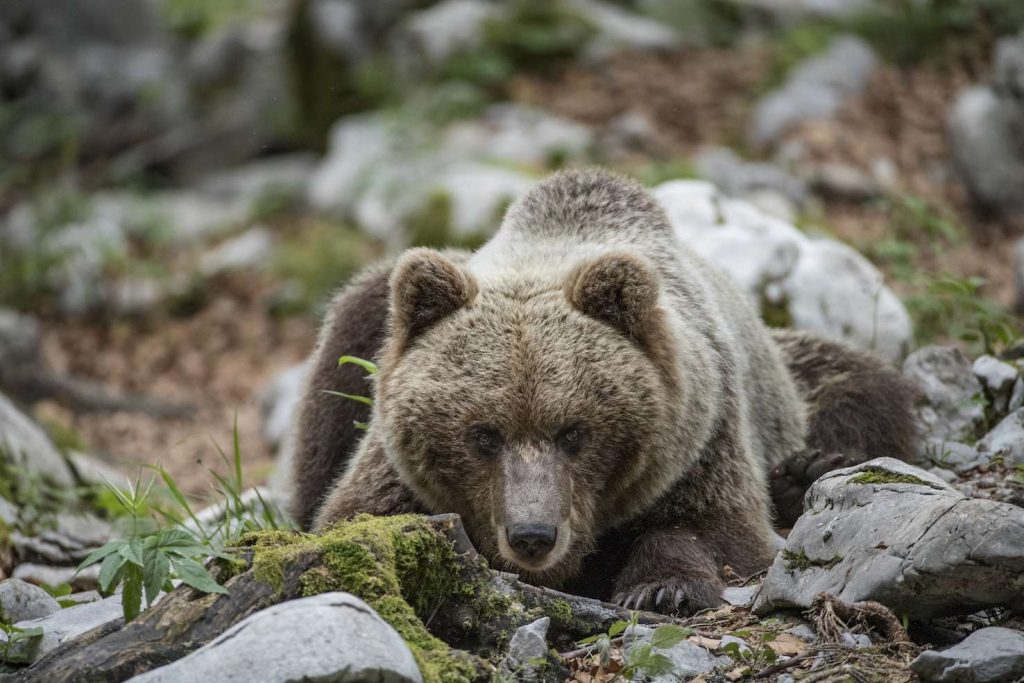 Orso bruno europeo dominante, o Orso alfa (Ursus arctos), nella foresta carsica, Notranjska, Slovenia (Franco Banfi)