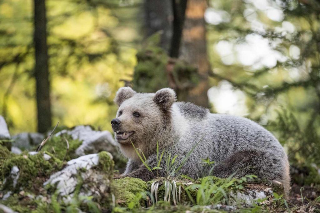 Giovane orso bruno europeo (Ursus arctos) che riposa, nella foresta di carsica, Notranjska, Slovenia (Franco Banfi)