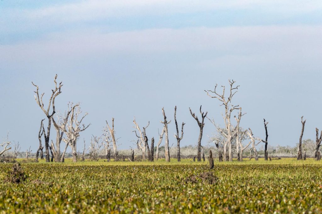 Paesaggio della zona umida del Pantanal, Brasile (Franco Banfi)
