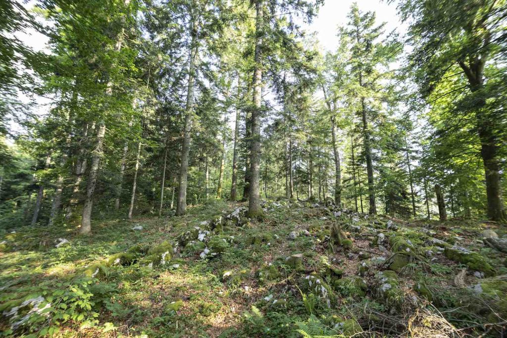Foresta carsica, Notranjska, Slovenia (Franco Banfi)