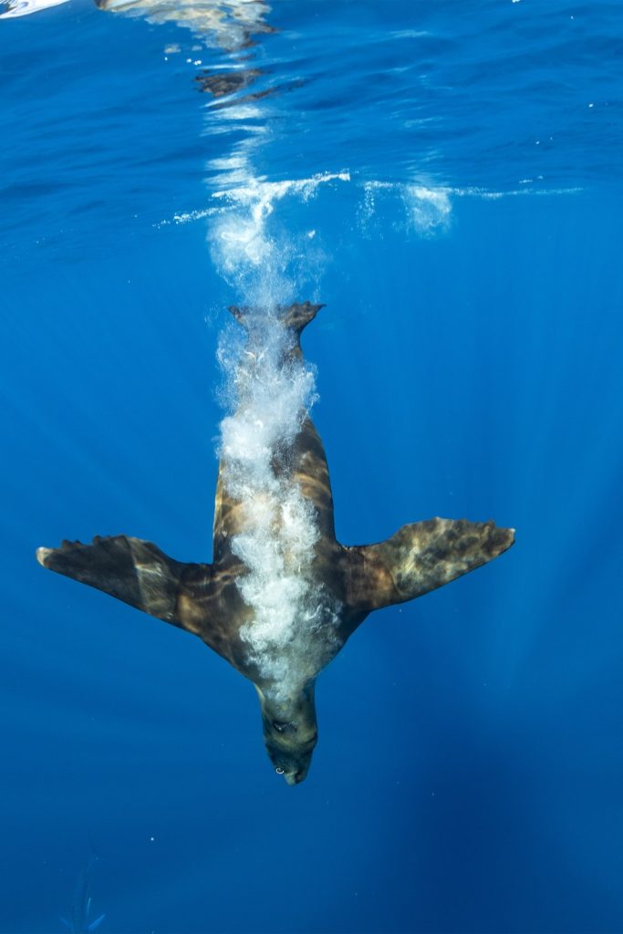 Il tuffo di un Leone marino californiano (Zalophus californianus) che tenta di nutrirsi pescando dallo stesso banco di sardine (Sardinops sagax) da cui si ciba il marlin striato, Baia di Magdalena, Costa occidentale della Baja California, Oceano Pacifico, Messico