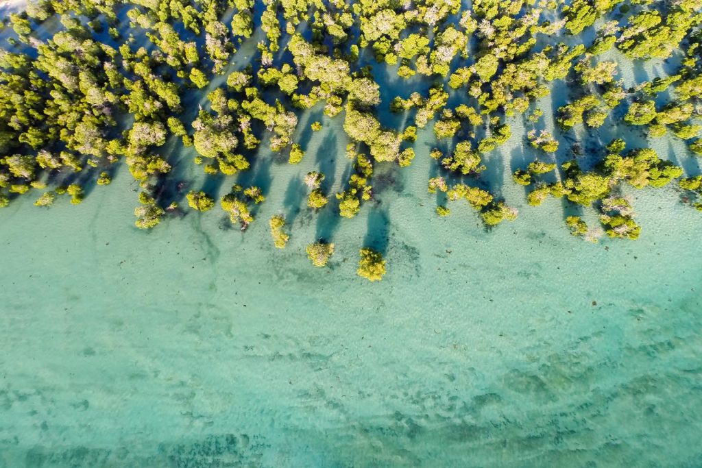 Panoramica in volo di una foresta di mangrovie in Madagascar (Myclimate)