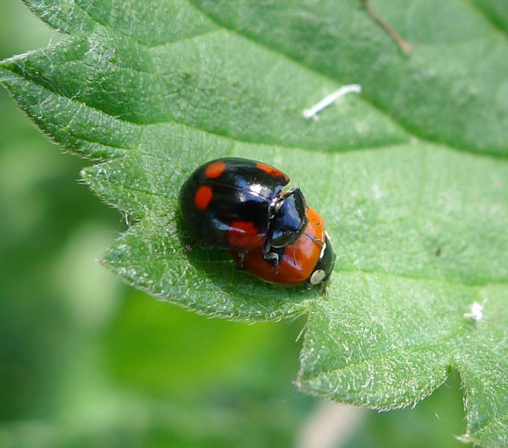Adalia bipunctata, la femmina rossa, sotto, è della forma tipica; il maschio nero, sopra, è di forma quadrimaculata (Gailhampshire)