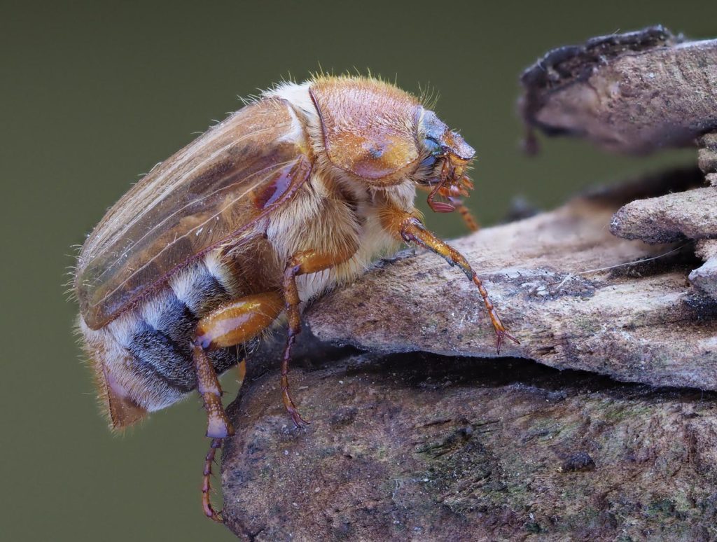 Amphimallon solstitialis (Frank Vassen)