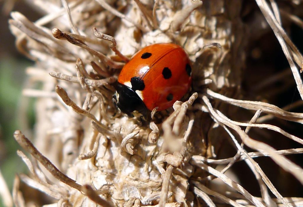 Coccinella 7-punctata (Gailhampshire)