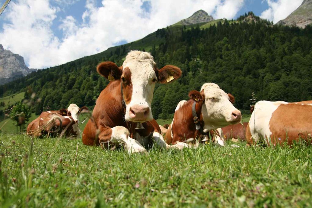 La pastorizia in montagna ha conosciuto profonde trasformazioni (Richard Bartz)