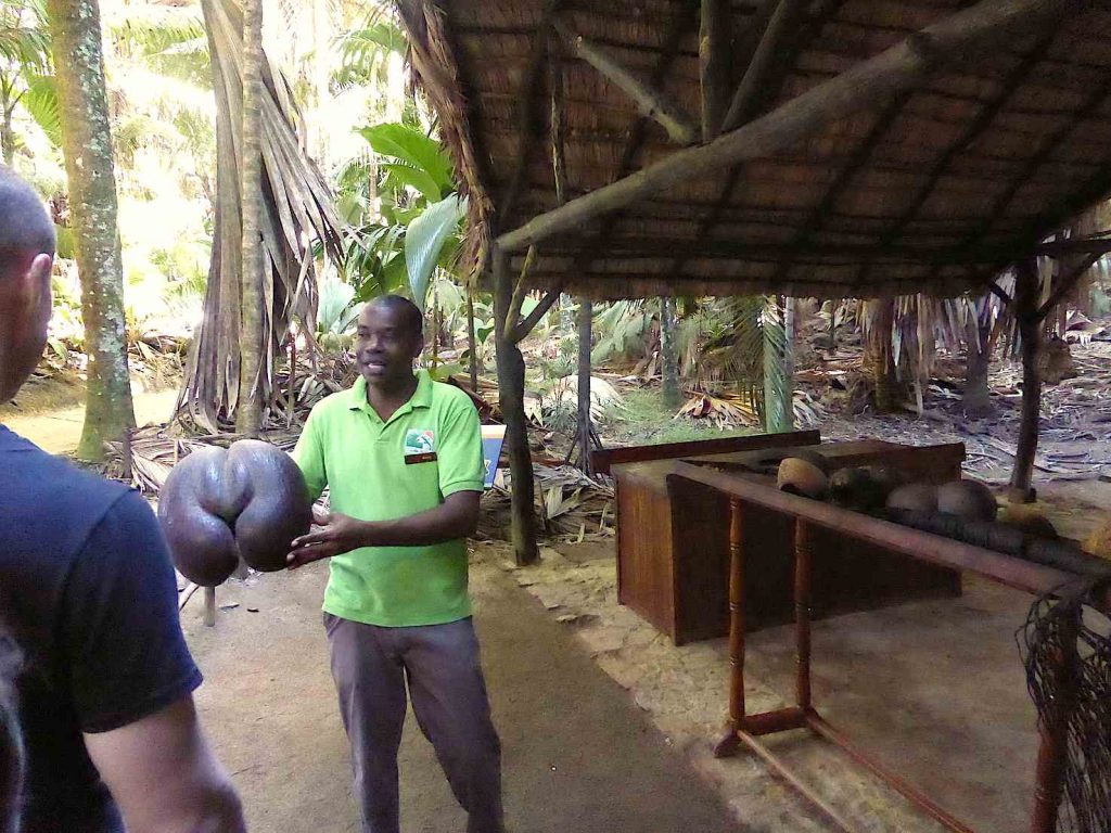 Guida del Parco Nazionale Vallée de Mai, Isola di Praslin, con un Coco de Mer