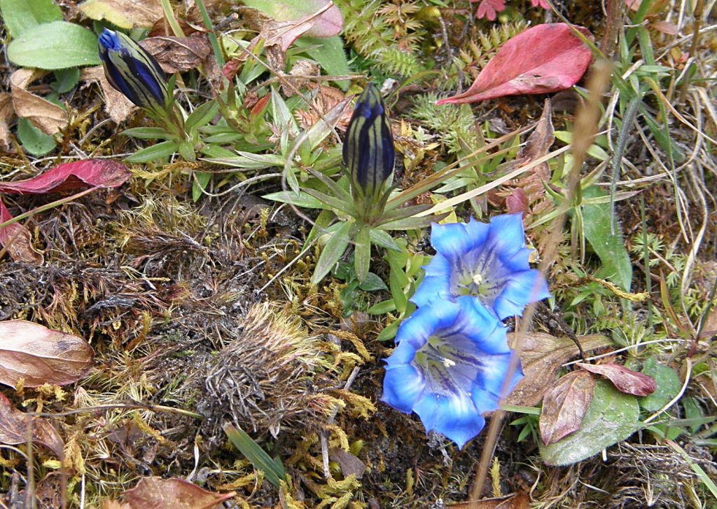 Esemplari di Gentiana sino ornata sulla Chomo Lari in Bhutan (Marco Koomen)