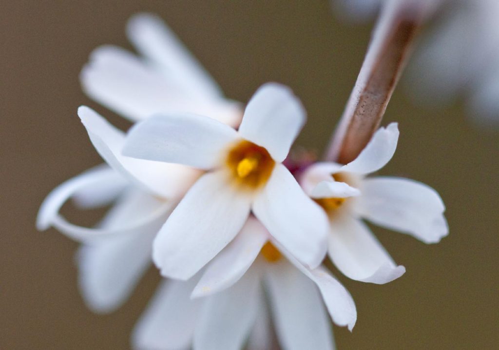 Un bel fiore bianco di Abeliophyllum distichum (Yoko Nekonomania)