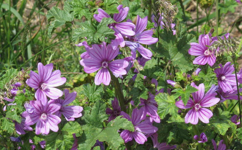 Malva Sylvestris (Wikimedia)