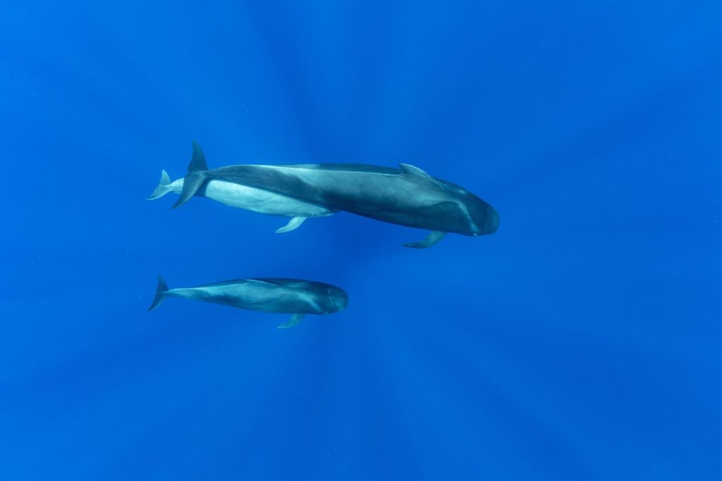 Balena pilota a pinne corte (Globicephala macrorhynchus) madre e vitello. Tenerife Sud, Isole Canarie, Oceano Atlantico (Franco Banfi)