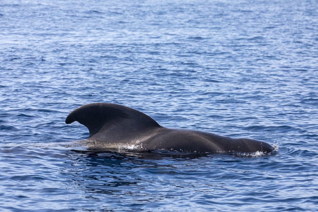 Balena pilota con pinne corte (Globicephala macrorhynchus) affioramento della pinna dorsale. Tenerife Sud, Isole Canarie, Oceano Atlantico (Franco Banfi)